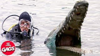 Crocodile Attack Prank | Just For Laughs Gags