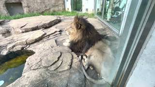 イケメンライオン🦁のアレンくん　千葉市動物公園　2023年5月27日