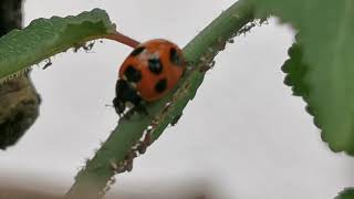 てんとう虫さんのお食事🐞画像が少々見にくいですが、思った以上に早く食べます。アリさん、バディーが食べられてますよ！