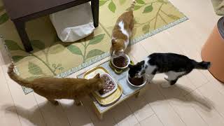 朝ごはん、食べるニャリ。今朝も３ニャン揃ってシッカリと朝ごはんです。#ねこ #猫 #猫のいる暮らし #朝ごはん #猫の好きな人と繋がりたい #猫繋がり