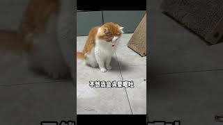 养猫人必看，这些吃了分分钟要猫命 #cat #pets #貓咪