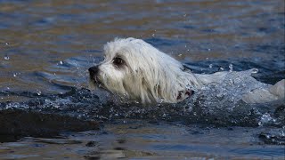 突然川に飛び込んだ犬。3本足にも関わらず自力で戻ってきた犬は小さな動物を咥えていました【動物 感動】