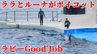 【ハプニング】ララとルーナがシャチショー放棄!! 鴨川シーワールド シャチパフォーマンス KamogawaSeaWorld  orca killerwhale