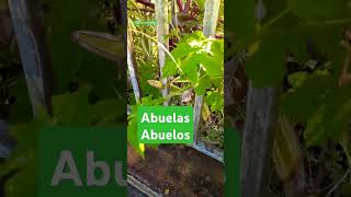 Abuelas Abuelos @Ascend-e8q #abuelas #abuelos #jardín #rocio #tierra