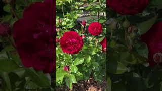 Magic Garden - My neighbour's rose collection. Róże u sąsiada. (napisy/subt./aut.Untert.) #roses