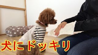 突然おやつが消えたらどうする？【トイプードルのサラ】