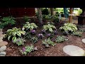 40 hosta garden ideas that will make you fall in love with gardening 🍃🌿 gardening ideas