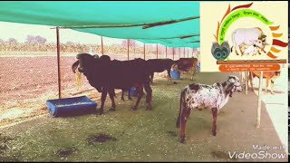 Goshala| गौशाळा सेंद्रिय शेती जळगाव, संदीप सोनार, विजय विसपुते ,Cowshed in India