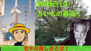 森信三の言葉〜別府紀行３　木ってすごいよね！其の美しさとは？　老木の美を知ろう