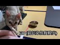 子猫 シンガプーラ レムちゃん fip 猫伝染性腹膜炎 mutian 治療成功 経過観察中 クラウドファンディング 成功 cat feline infectious peritonitis