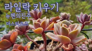 보라 다육이 라일락 키우기, 뉴헨의진주, 더스티로즈 이야기 함께 나눠요! 다부댁네 걸이대에서 목요일 다육이 수다