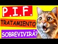 ¿QUÉ ES PIF? Peritonitis Infecciosa Felina