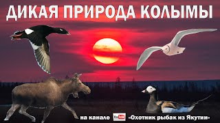 1 ЧАСТЬ ДИКАЯ ПРИРОДА КОЛЫМЫ. SIBERIAN WILDLIFE. KOLYMA