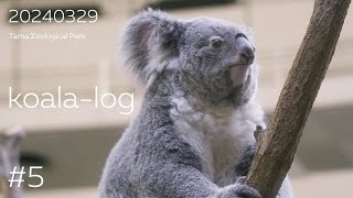 [koala-log] コアラログ #5 多摩動物公園 240329 🐨