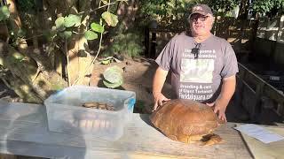 All about African Sulcata tortoise shell, their skeleton, what its made of, Types of shell patterns