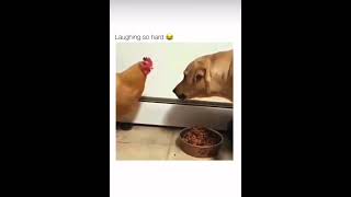 Funny Animals | Tony Baker Comedy | Full Video