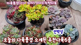 오늘의다육풍경표 군생다육 추천6종언박싱☆핑크플로라 아르제군생 양진 그라노비아금 원종모건뷰티succulents  plant 多肉植物