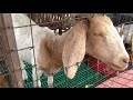 MURANG BILIHAN NG BOER GOATS SA NUEVA ECIJA