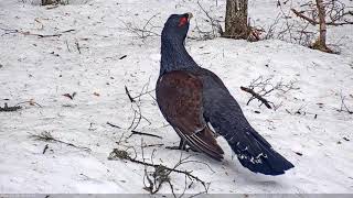 Tetrao urogallus, Capercaillie lek camera in Estonia, 14/04/2022.