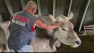 Meet Tommy! Beefy bovine from Cheshire named tallest living steer