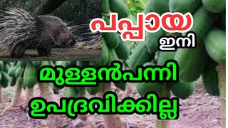 പപ്പായ ഇനി മുള്ളൻപന്നി നശിപ്പിക്കില്ല l PAPPAYA PORCUPINE