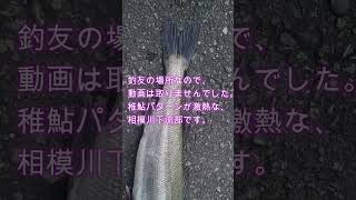 20230322 釣果報告！稚鮎パターンで激熱な相模川下流部