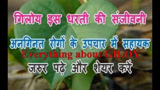 Giloy the immortality herb | गिलोय के फायदे क्या हैं | Benefits of Giloy | Everything about giloy