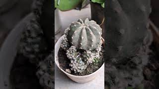 Kalanchoe flapjack succulent, Penny wort/dollar plant, Echinopsis cactus and yellow dahlia