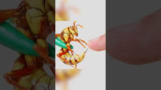 caocuongvu | Cơn đau khủng khiếp nhất | Sự Thật Là Lùng Mà Bạn Chưa Bao Giờ Biết #shorts