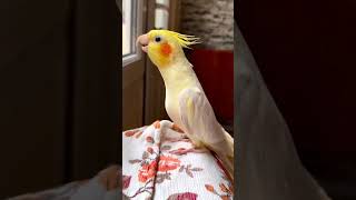 Parrot Singing Song Soo Sweet Sound ✨ #shorts #parrot #short