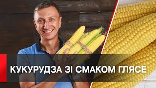 Вінницькі селекціонери вивели новий солодкий сорт кукурудзи