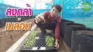 วิธีลงปลูกต้นกล้าเมล่อน EP.2