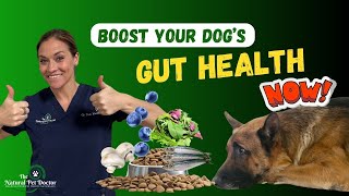 Boost Your Dog's Gut Health - Holistic Nutrition Secrets Revealed
