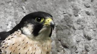 мандрівний сокіл .сапсан.peregrine Falcon.游隼