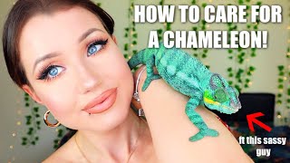 WATCH THIS BEFORE YOU GET A CHAMELEON.. (Care Guide, Setup + Tips!)