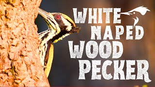 The fascinating life of the White-naped Woodpecker | Chrysocolaptes festivus | सुतार | कठफोड़वा