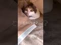 狩猟本能を持っていた猫 shorts