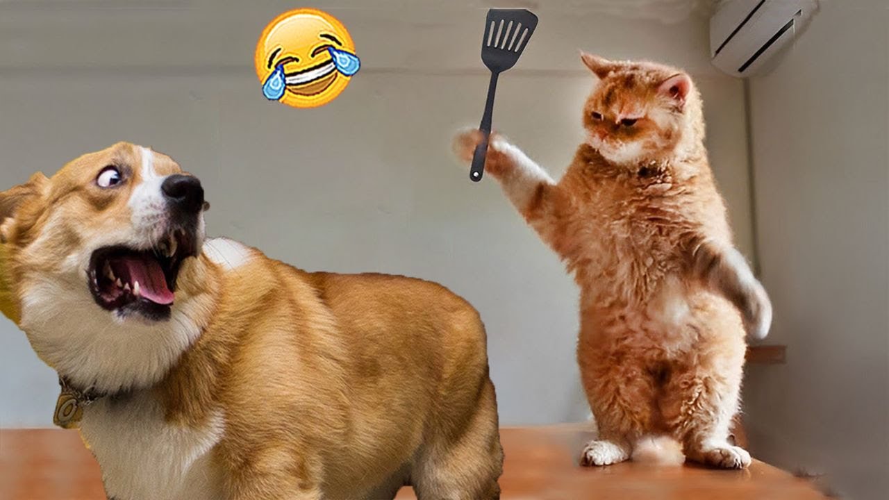 Hilarious Moments Funny Dogs And Cats Compilation Youtube