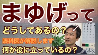 どうして「まゆげ」はあるの？【東戸塚 片桐眼科クリニック】