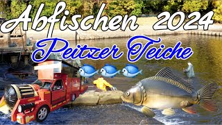 Abfischen 2024 Peitzer Teiche / Tonnen von Karpfen 🐟