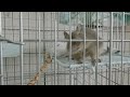 【デグー】お迎えから二日目の様子 state of the second day degu