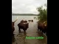 ankole cattle