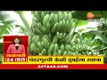 pandharpur banana पंढरपूरमधील केळी थेट दुबईला रवाना केळीला 22 रुपये किलो इतका दर zee24taas