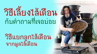 วิธีเลี้ยงไส้เดือน  วิธีแยกไส้เดือนตัวเล็กๆจากมูลไส้เดือน - How to feed earthworms / pitt dad style