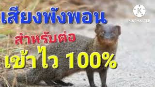 เสียงพังพอน สำหรับต่อ เสียงชัด เข้าไว 100%