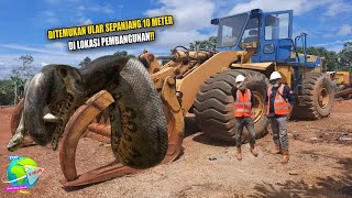 Pekerja Bangunan Temukan ULAR RAKSASA 10 Meter Diangkat Alat Berat. Kepalanya Sebesar Kepala Manusia