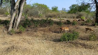 ബന്ദിപ്പൂർ വഴി ഒരു യാത്ര||bandipur vlog