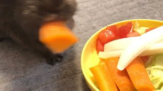 モルモットに野菜パフェをあげてみたら、目にも止まらぬ早さで食いついたw[guinea pig]