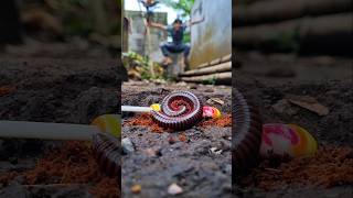 Wow, check this out! He's trying to get a millipede to come over with a c4ndy #shorts #millipede