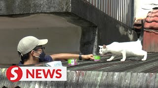 Floods: Not leaving the furry friends behind in Taman Sri Muda